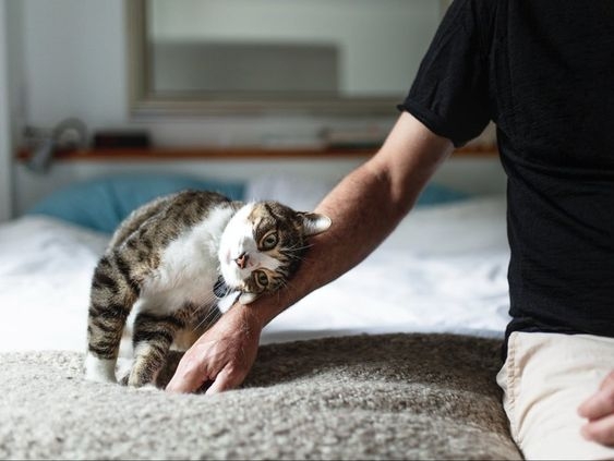 貓咪對於高亢的聲音較為敏感，過於尖銳或急促的聲音會讓貓咪感到不安