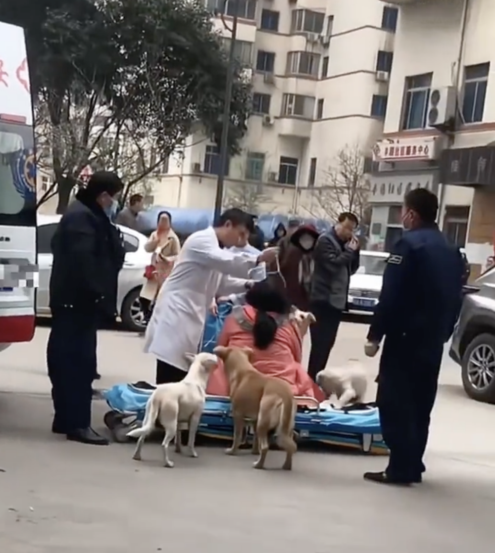 當醫護人員準備將孕婦抬上救護車時，這四隻毛小孩跟隨其後