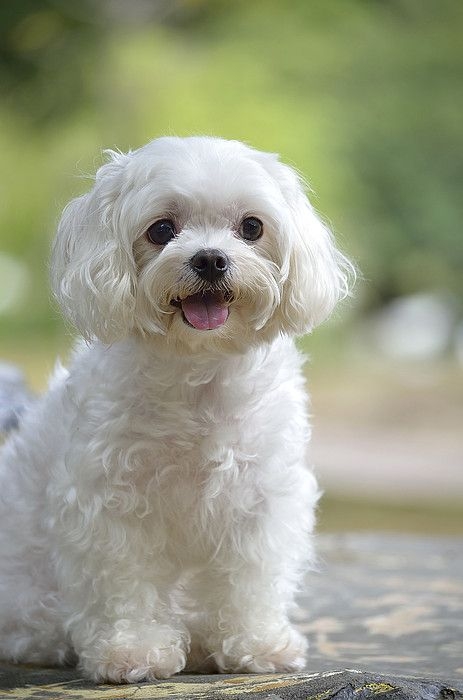 馬爾濟斯 (Maltese)