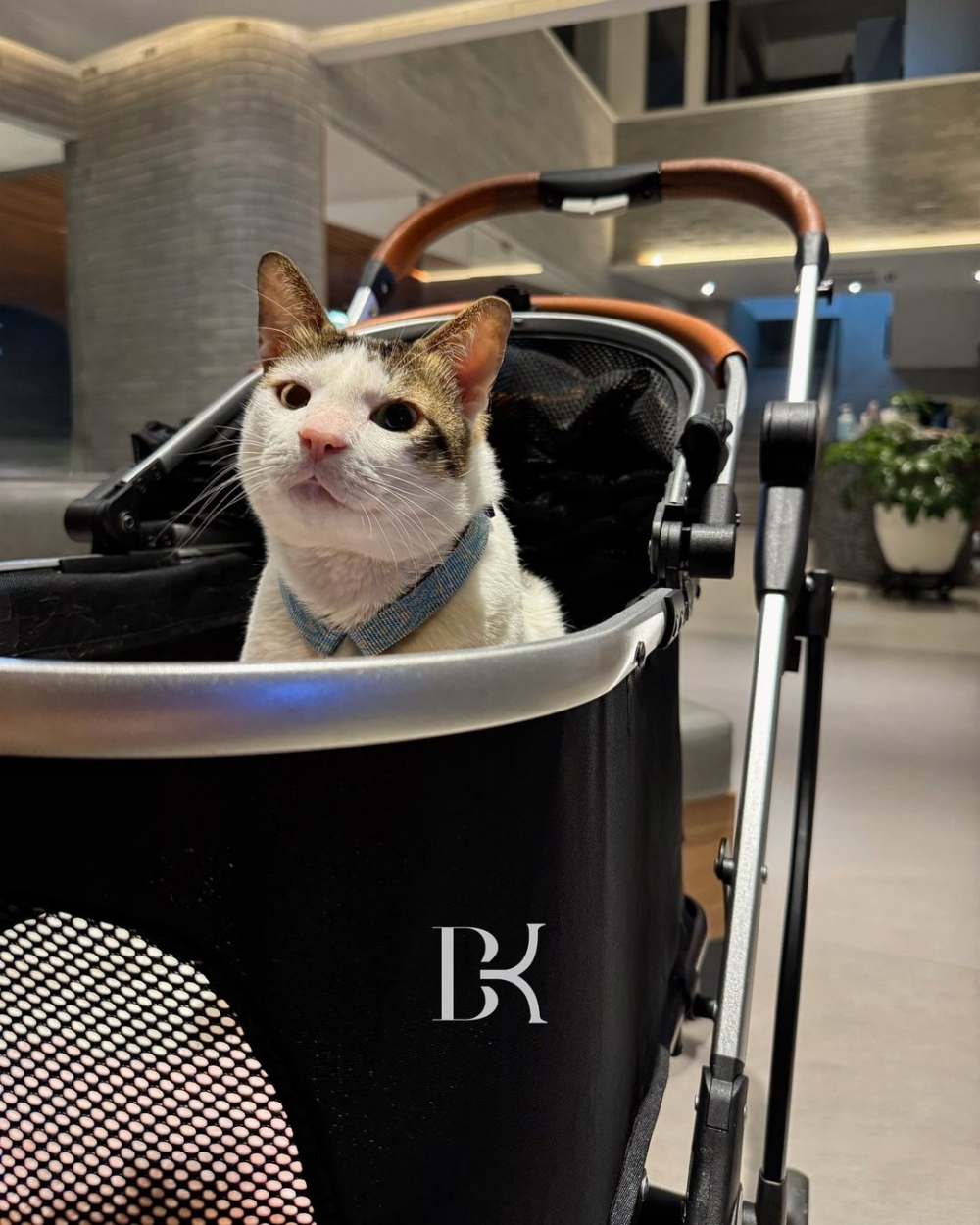 專屬推車上面繡有波比的名字