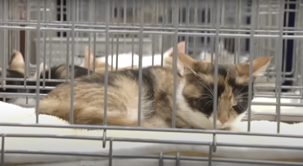 三花貓翻臉比翻書還快的個性確實讓飼主們又愛又恨