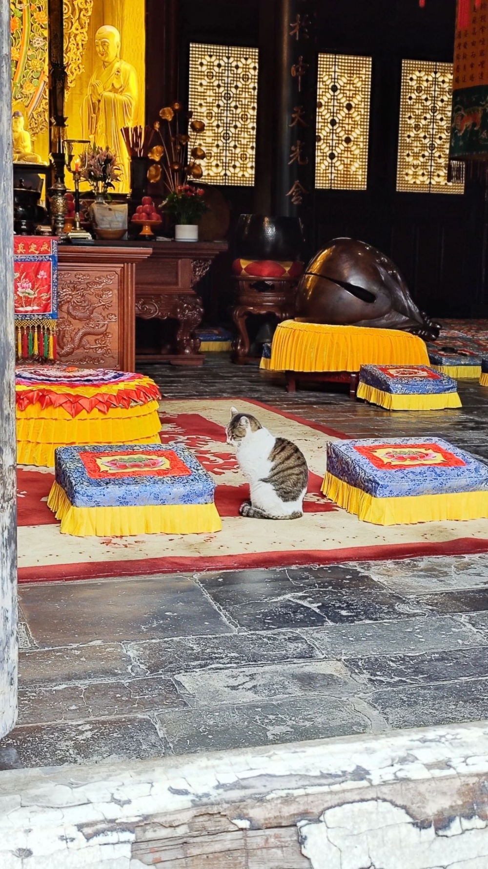 如飛可能是在祈求菩薩賜予牠源源不斷的貓罐罐吧