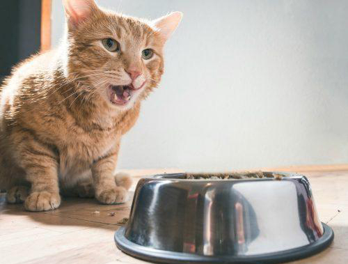 貓咪絕育前須禁水禁食。