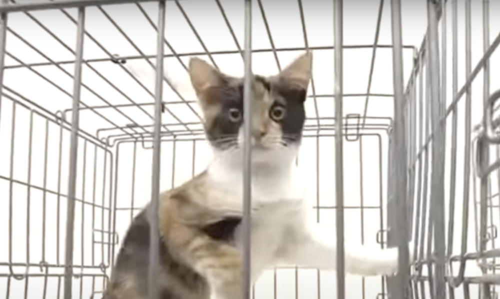 三花貓不僅外貌獨特，性格也極具特色