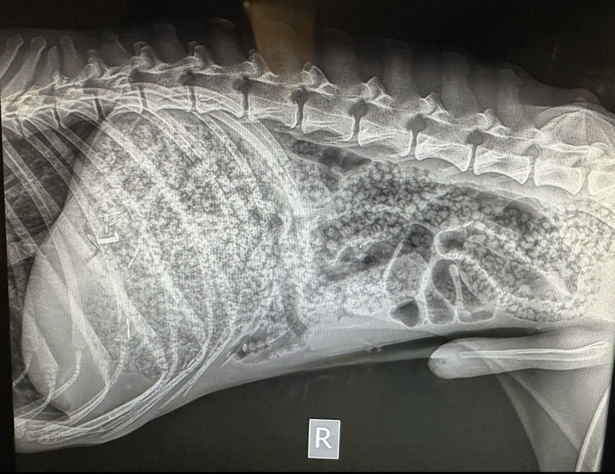 據獸醫診所的X光顯示，狗狗的腸胃幾乎被這些膨脹的小球塞滿！