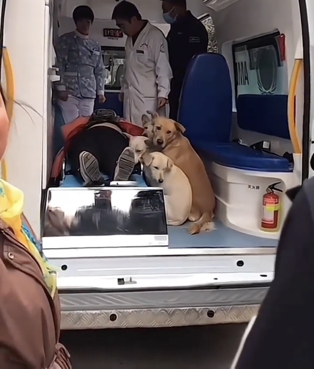醫護人員被這些忠心護主的狗狗感動，最終同意牠們陪同孕婦一同前往醫院！