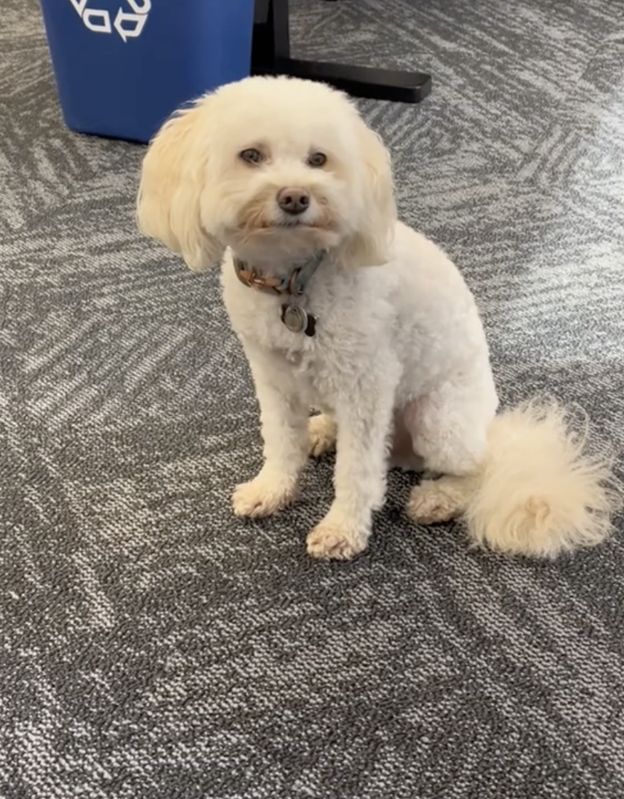 當Tommy第一次踏入辦公室時，牠的好奇心與熱情瞬間達到高點～