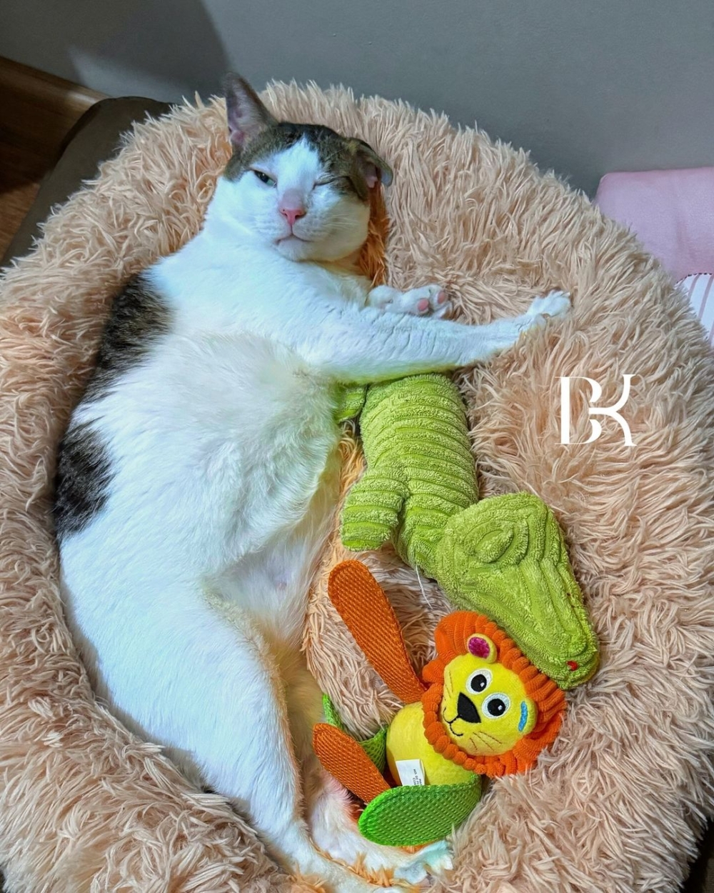 波比不僅是一隻寵物,牠還擁有自己的IG帳號,吸引了超過67萬名的粉絲~