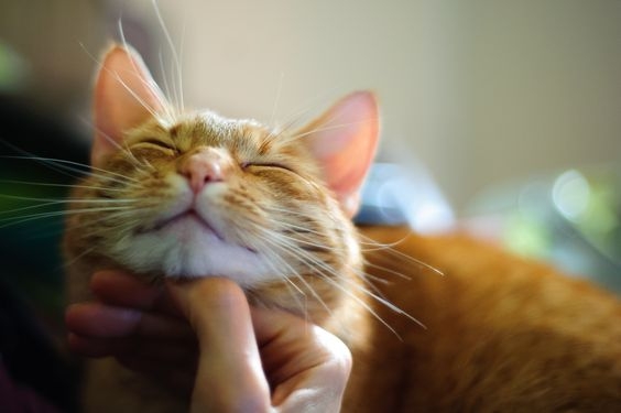 貓咪通常在7歲左右進入初老階段