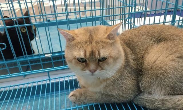 絕育手術過後將貓咪關在籠子。