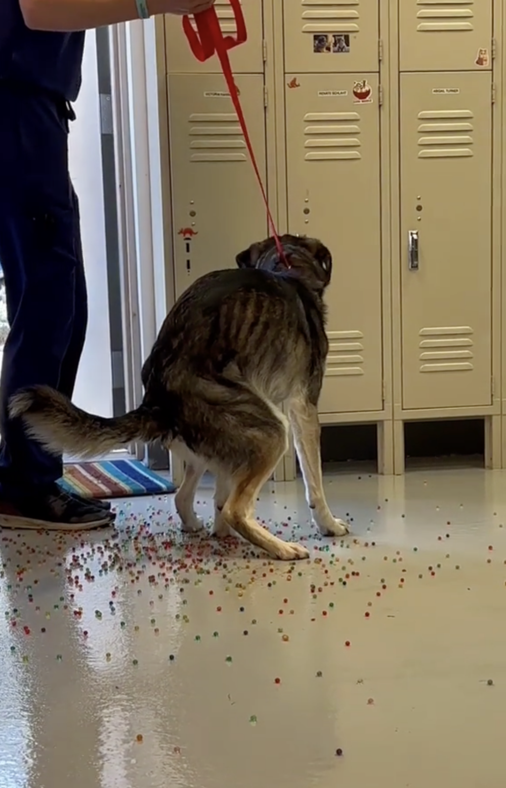 幸運的是，手術非常順利，獸醫成功將這些水晶寶寶從狗狗體內移除！