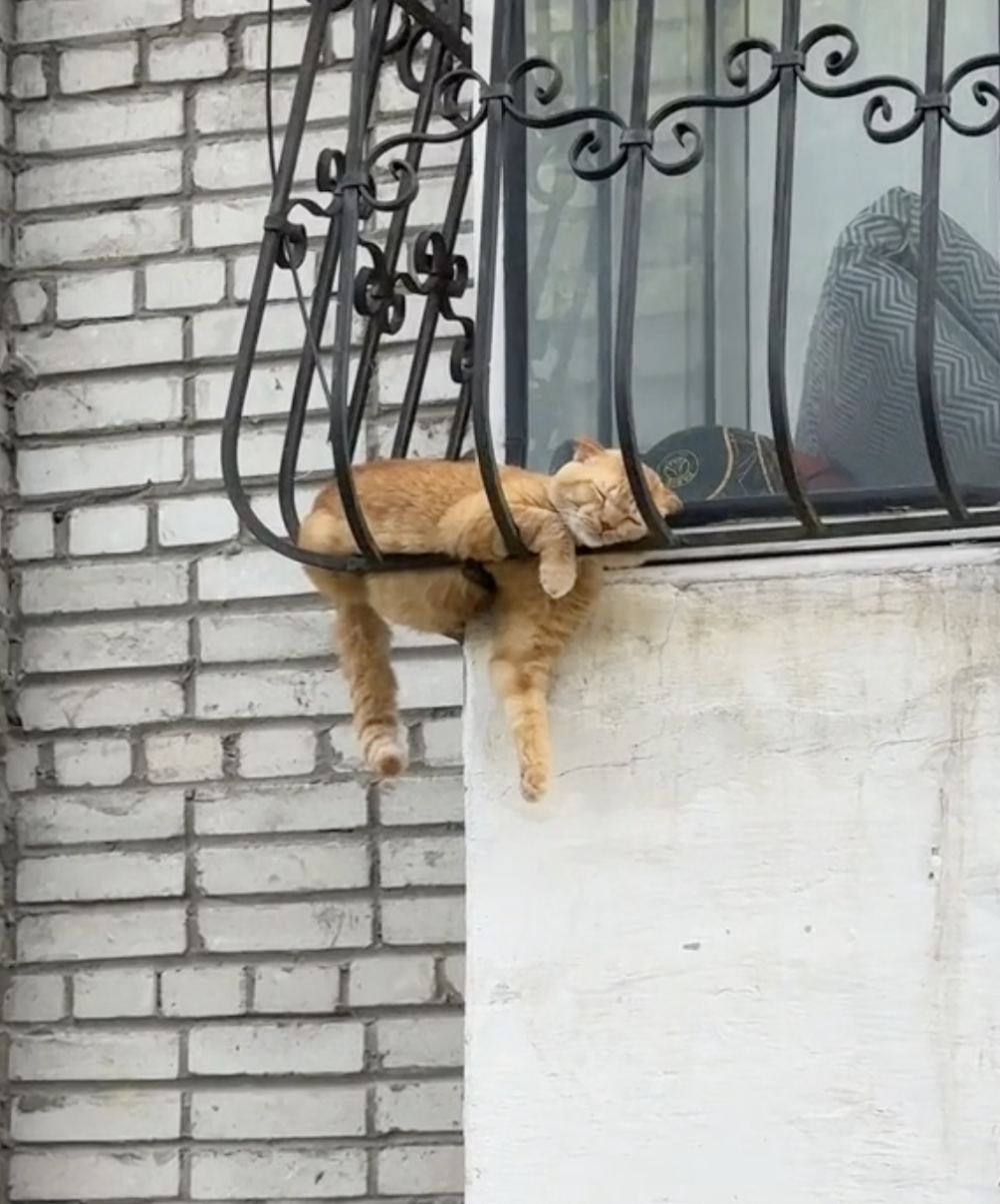 奴才：我看了都怕怕的