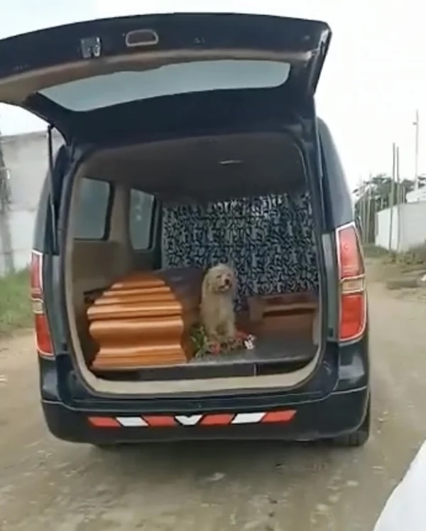 當棺木被抬上靈車,準備前往靈堂時,Bumer似乎也意識到了什麼,毅然跳上靈車,緊貼著棺木