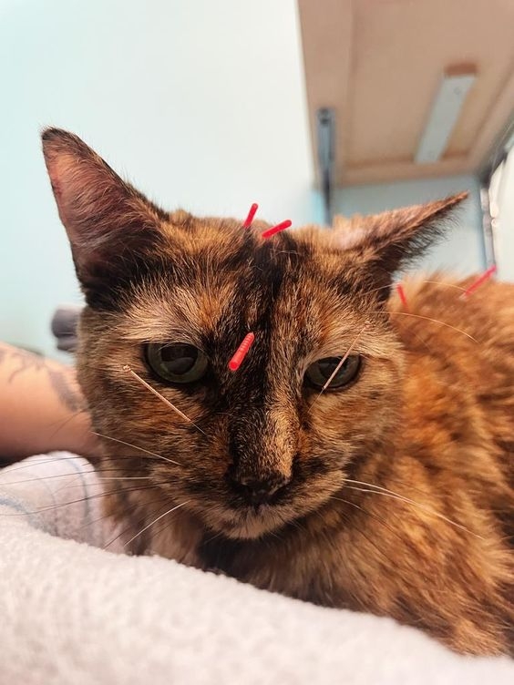 從中醫角度來看，氣血通暢則身體健康