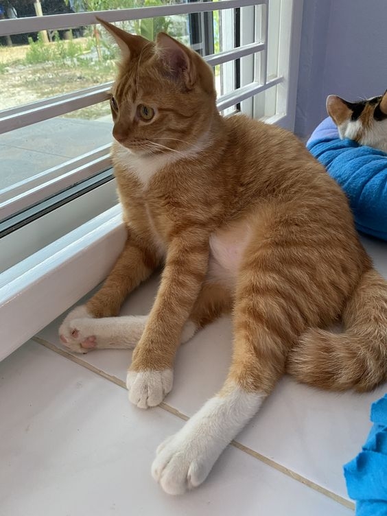 不論是公貓或母貓，在發情時會為了找尋另一半而離家出走。