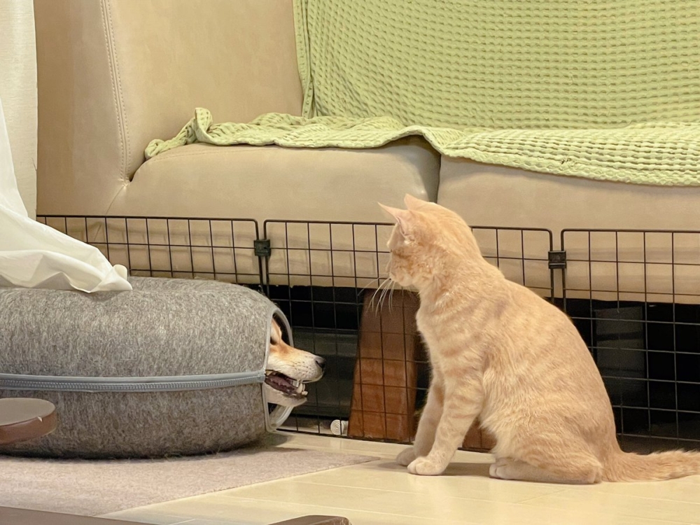 奴才：吼吼吼～完蛋了