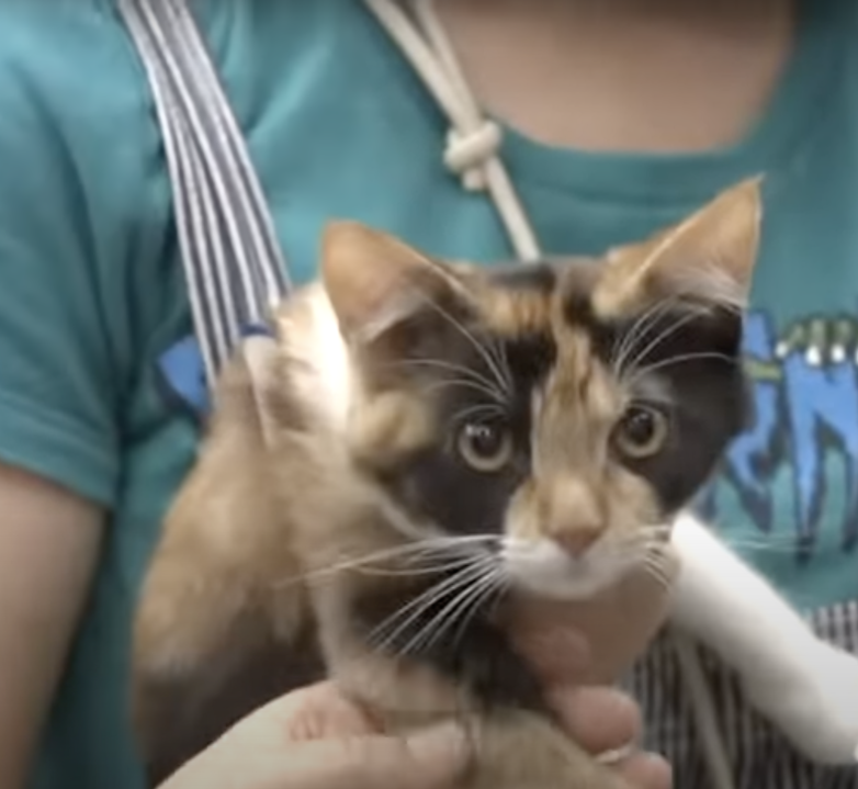 雄性三花貓的出現機率極其罕見，據統計約為三萬分之一