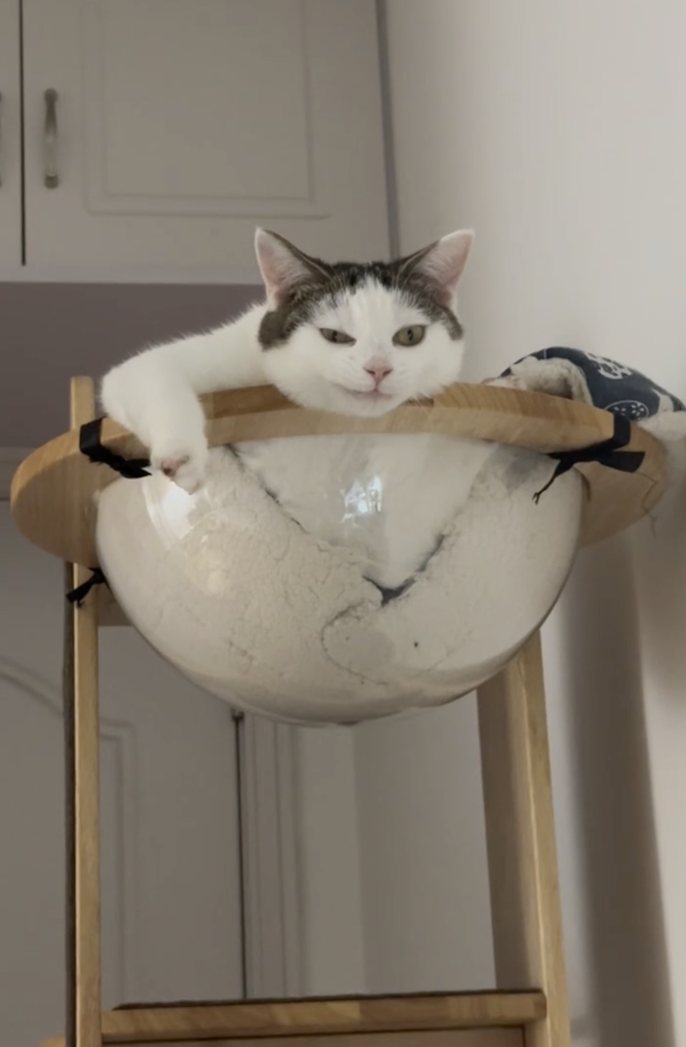 奴才：你是不是在預謀著什麼？