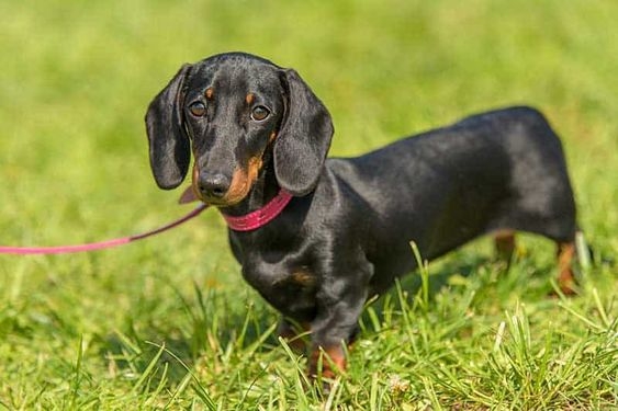 臘腸犬 (Dachshund)