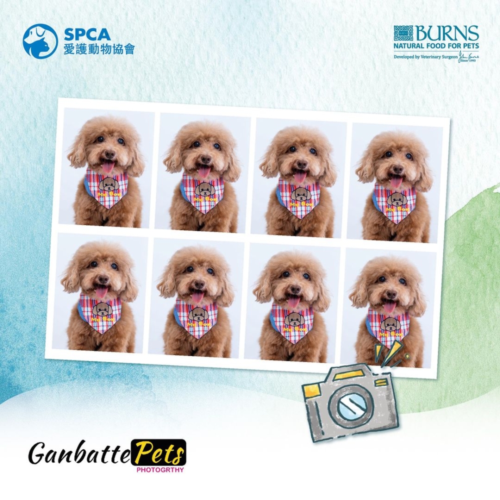 寵物證件照拍攝