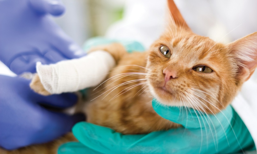 不同的寵物保險公司所提供的保費各有差異。