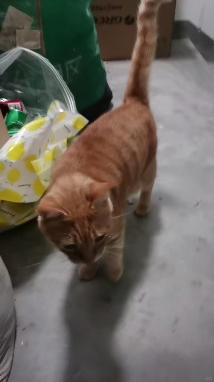 鄰居拍下了這一幕，照片中的橘貓依依不捨地回望著熟悉的家門，那悲戚的眼神讓無數網友為之動容～