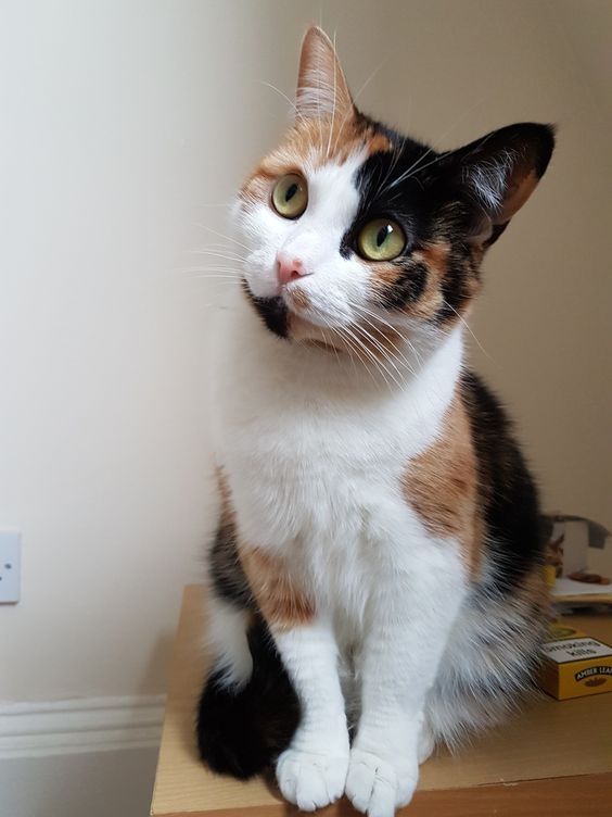 日本曾經因為一隻名為「武士Samurai」的雄性三花貓曾引起極大的轟動