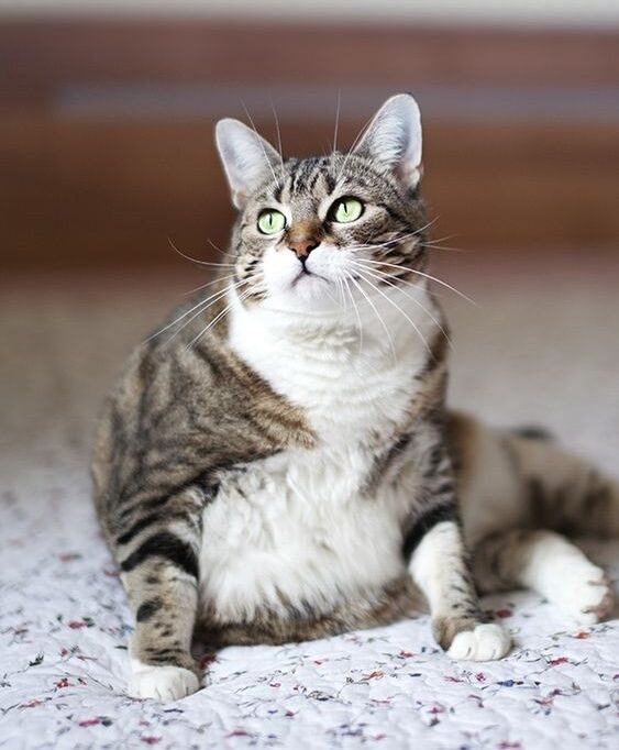 糖尿病還會對其身體的多個重要器官造成損害