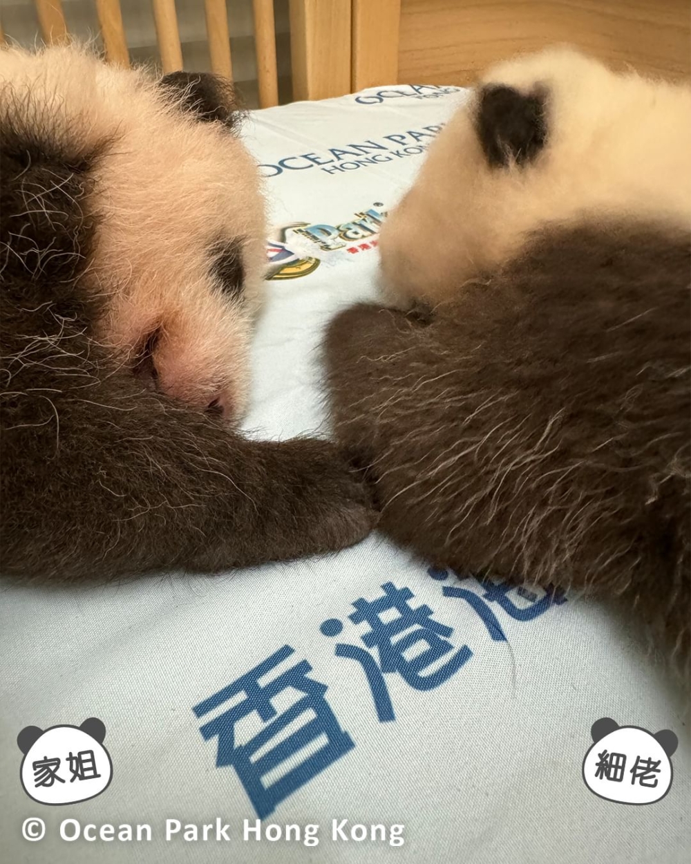 姐姐突然轉身向弟弟伸出「小手手」輕輕觸碰，彷彿在表達思念