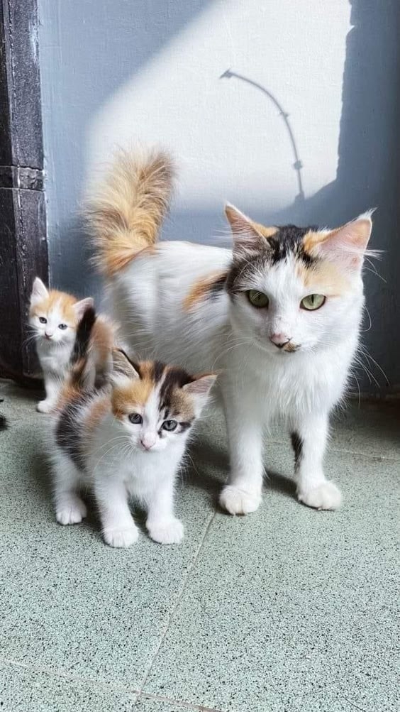 貓絕育優點2. 減少生產的痛苦和風險