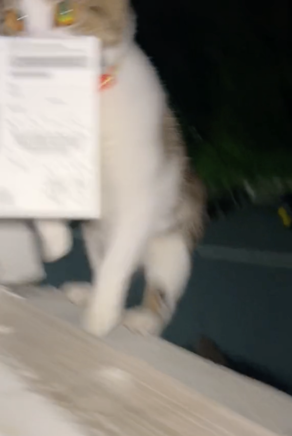 Monkey這次帶回的是刮刮樂彩券！