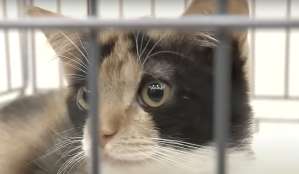 雄性三花貓的基因染色體異常，通常會喪失生育能力