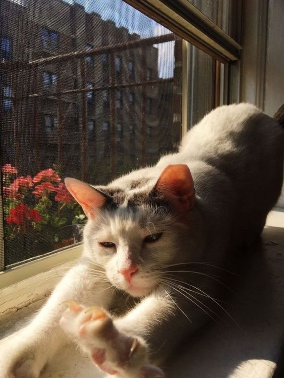 如果貓咪經常在飼主面前伸懶腰，尤其是伴隨著蹭人或舔人，這多半是牠想引起主人的注意