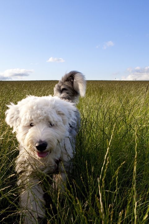 關節問題是老年狗最常見的健康問題之一！