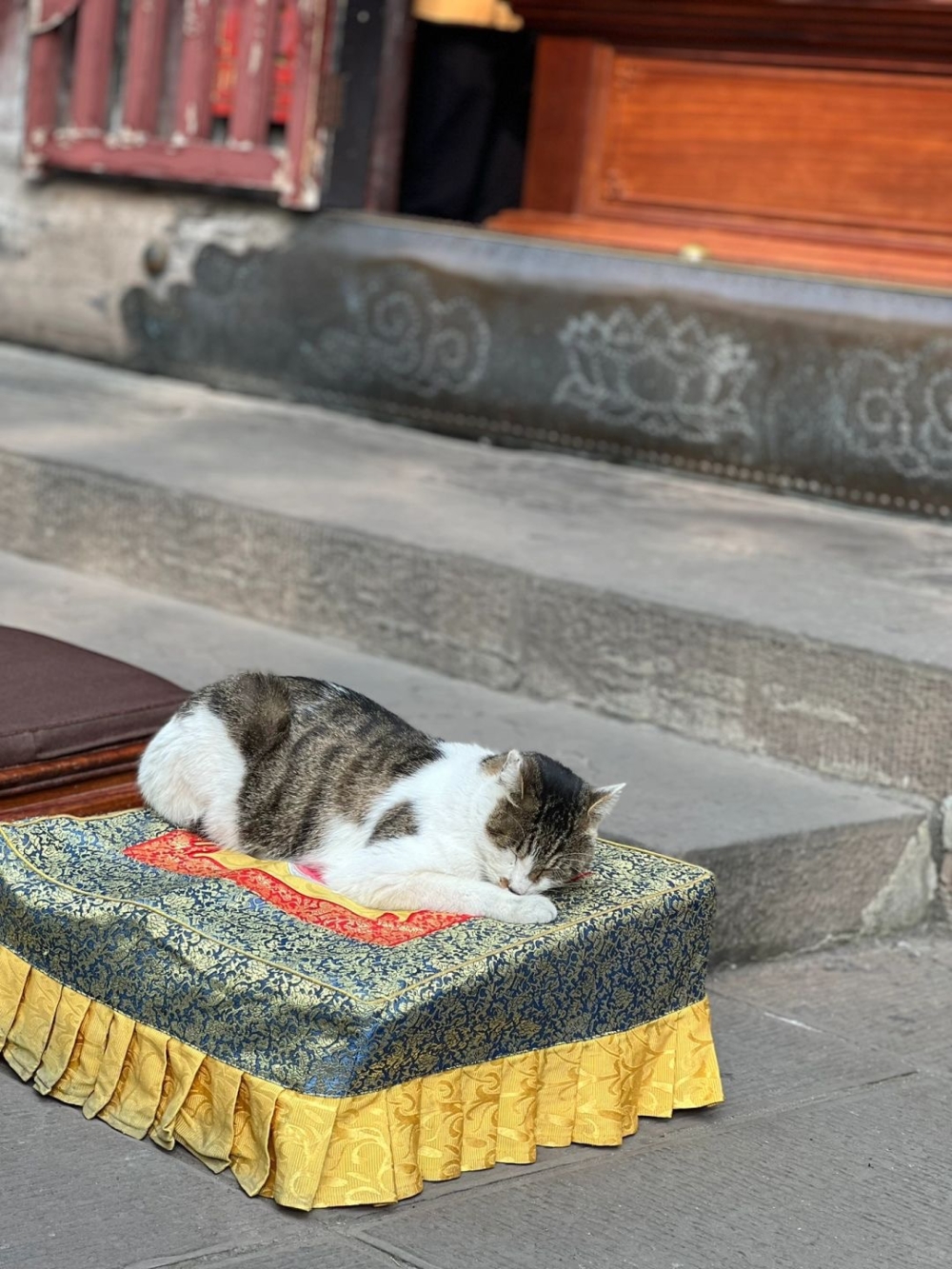 乖巧地「磕頭」參拜,姿態看起來十分虔誠