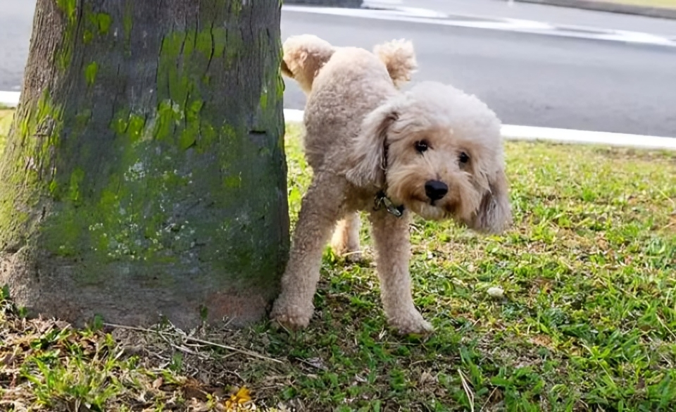 狗狗抬腿撒尿並不僅僅是為了炫耀牠們的身高