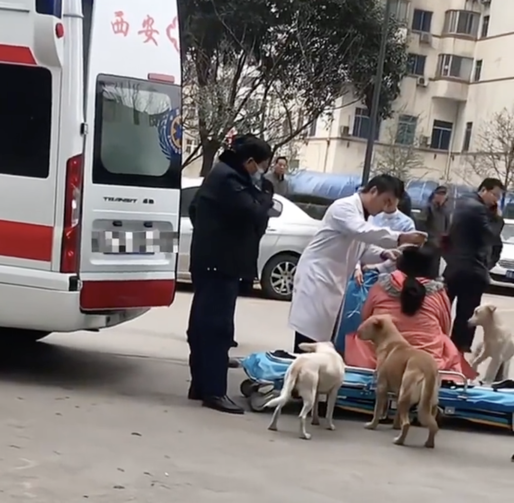 四隻狗狗的神情充滿焦慮和不安