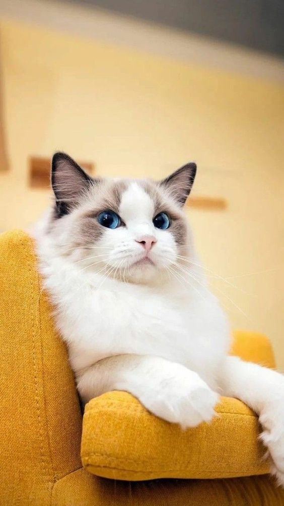 許多鏟屎官可能會注意到，在不一樣的生活環境影響下，貓咪的毛色會出現不同程度的改變～