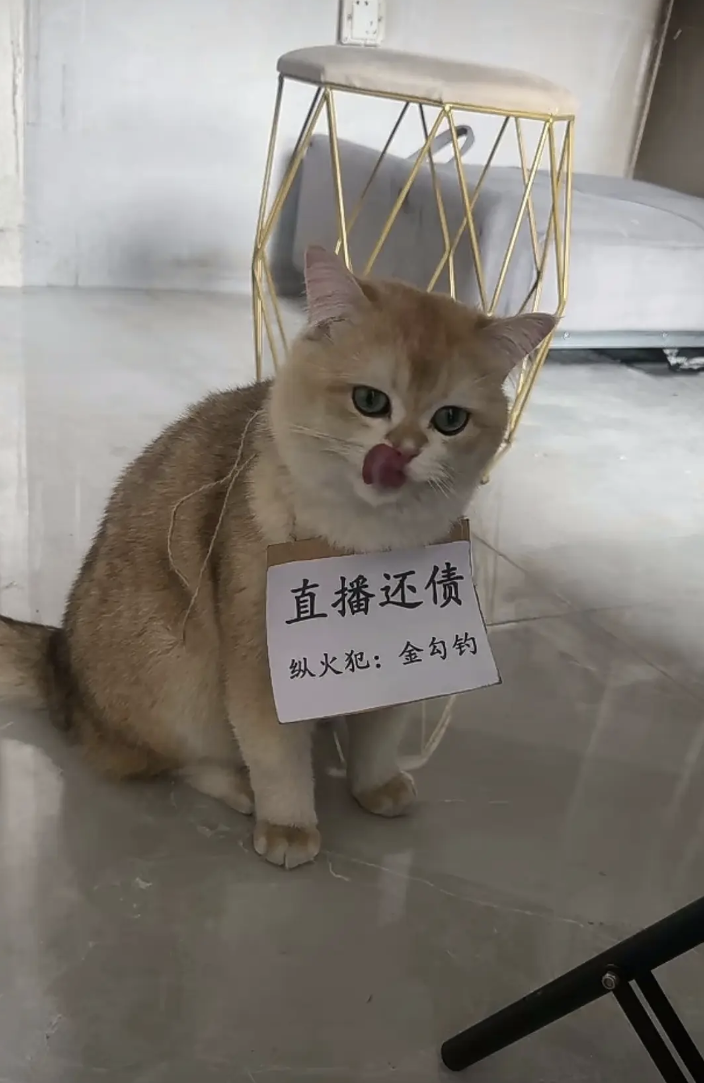 為了減輕經濟壓力，丹丹決定讓金勾釣在網絡直播中「賺錢」