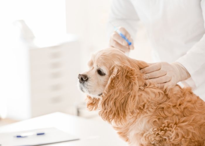 門診及手術費用、住房費用、獸醫診症及化療等保障。