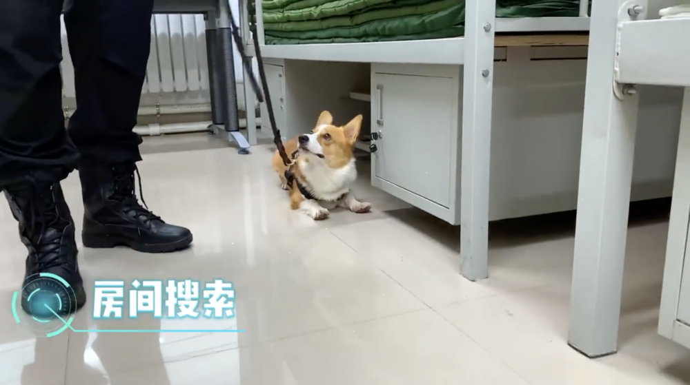 警犬考核：房間搜索