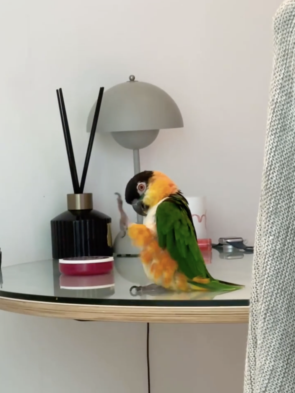 奴才：已經很好了