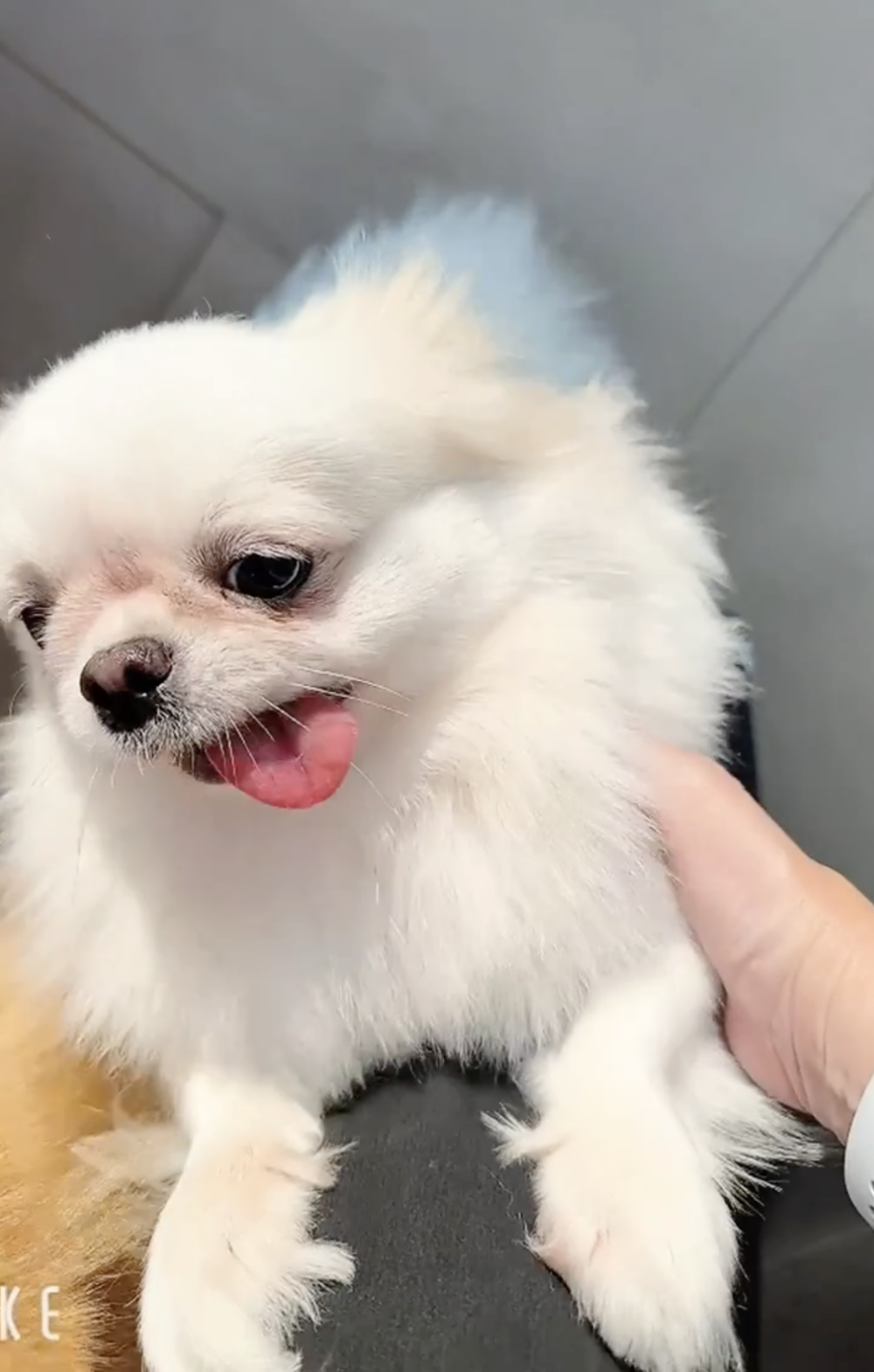 網友們留言讚美她的狗狗們「圓滾滾毛色油亮亮」，並表示這樣的歡迎讓人感到溫馨～