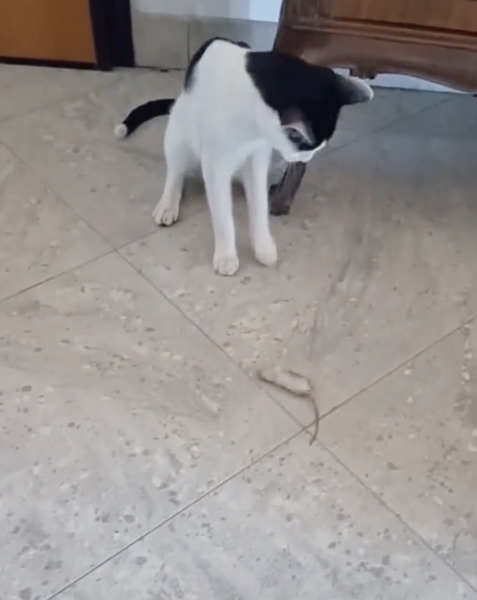 奴才：牠在保護自己啦