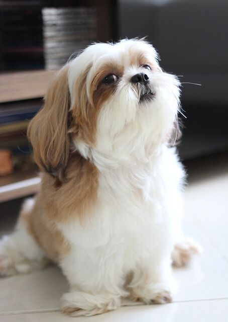 西施犬 (Shih Tzu)