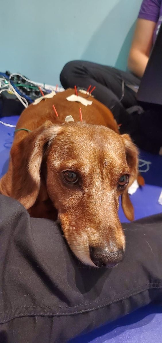 針灸治療對多種疾病產生效果