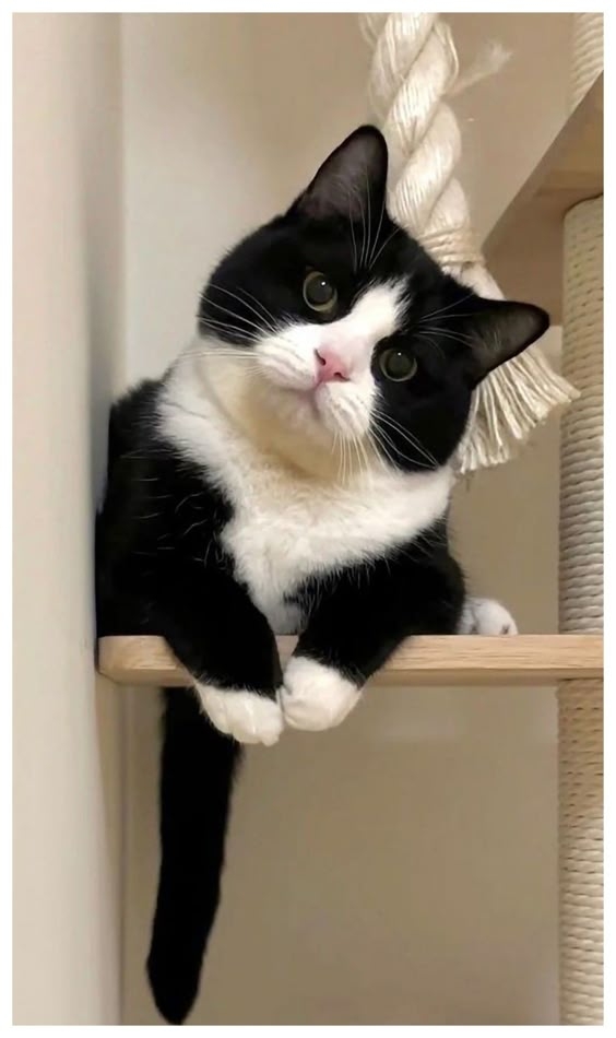 貓甚麼時候絕育最好？