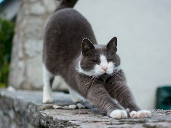 如果你發現貓咪頻繁地伸懶腰，甚至弓著背，那麼牠可能是因為肚子不舒服