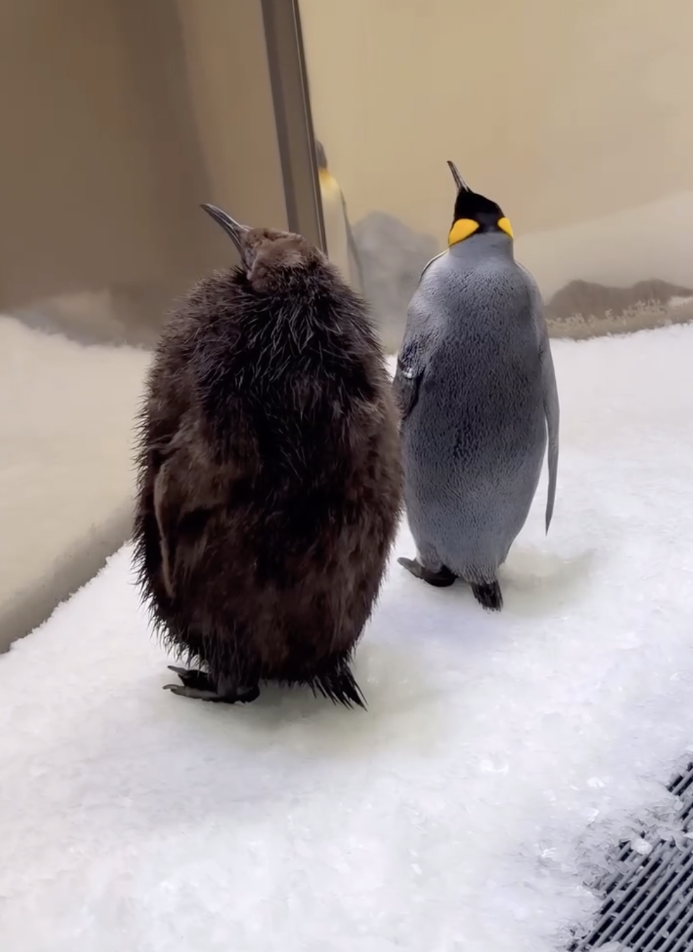 Pesto目前的身高已達90釐米，體重22公斤，遠遠超過同齡企鵝