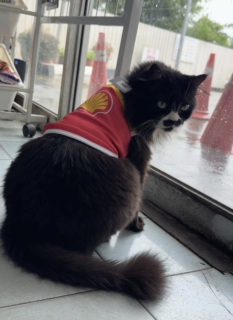 其他Shell加油站的貓員工「Misai」